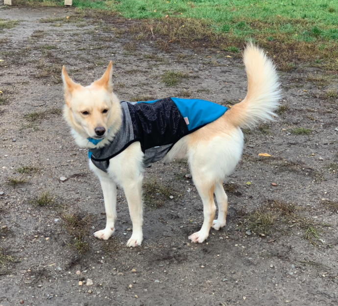 Ищу няню для собаки