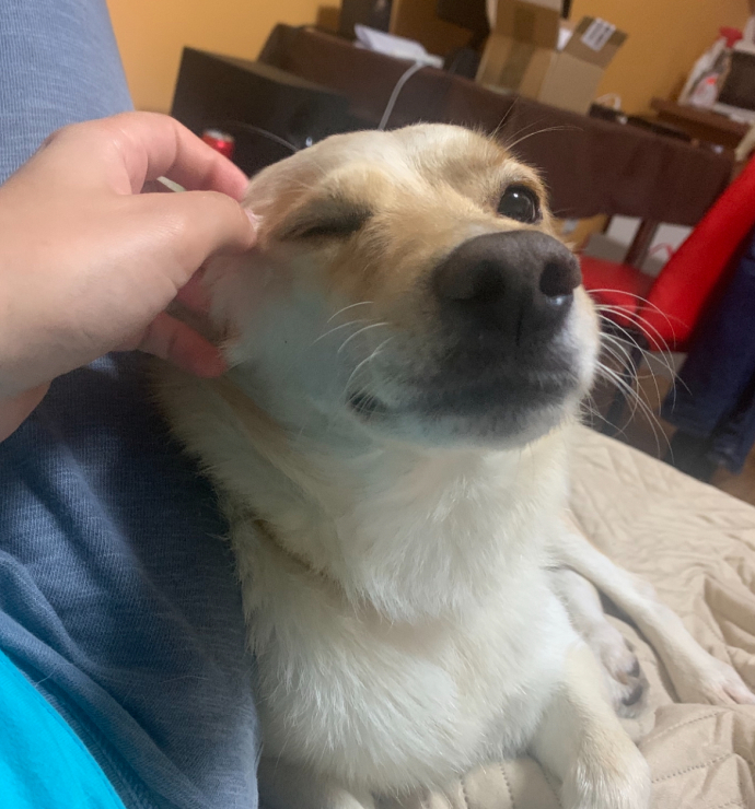 Ищу няню для собаки